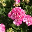 Muškát, pelargonie páskatá 'Batik Blue' - Pelargonium zonale 'Batik Blue'