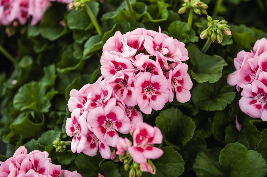 Muškát, pelargonie páskatá klasická 'Pink Mega Splash' - Pelargonium zonale 'Pink Mega Splash'