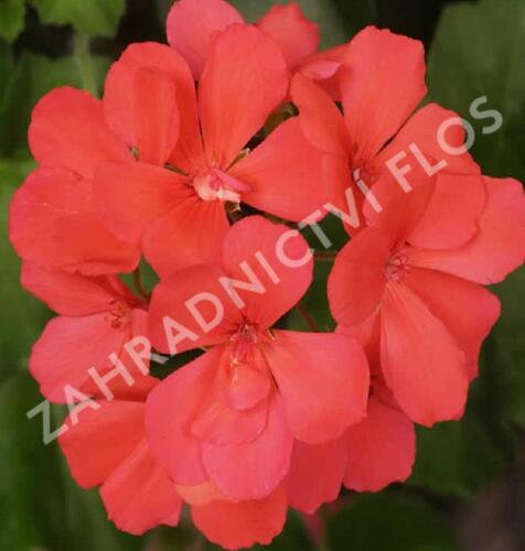 Muškát, pelargonie páskatá klasická poloplná 'Coral' - Pelargonium zonale 'Coral'