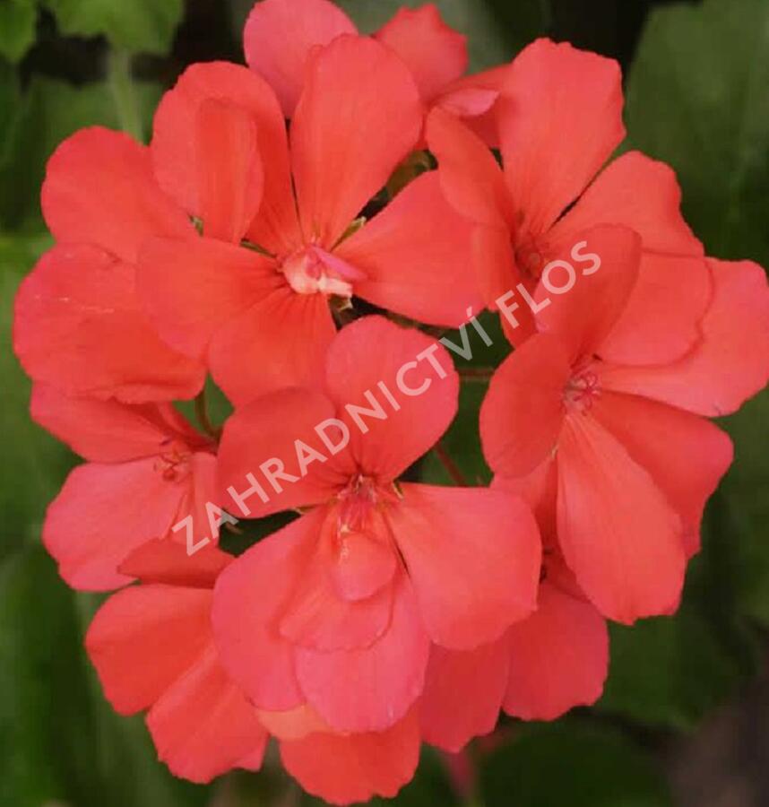 Muškát, pelargonie páskatá klasická poloplná 'Coral' - Pelargonium zonale 'Coral'