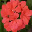 Muškát, pelargonie páskatá klasická poloplná 'Coral' - Pelargonium zonale 'Coral'