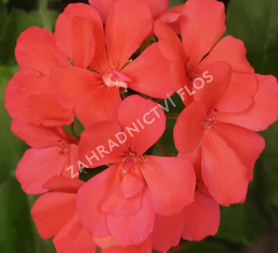 Muškát, pelargonie páskatá klasická poloplná 'Coral' - Pelargonium zonale 'Coral'