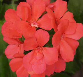 Muškát, pelargonie páskatá klasická poloplná 'Coral' - Pelargonium zonale 'Coral'