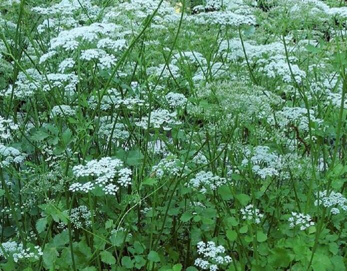 Bedrník anýz 'Jaron' - Pimpinella anisum 'Jaron'