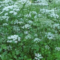 Bedrník anýz 'Jaron' - Pimpinella anisum 'Jaron'