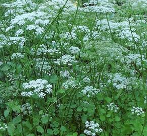 Bedrník anýz 'Jaron' - Pimpinella anisum 'Jaron'