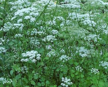 Bedrník anýz 'Jaron'