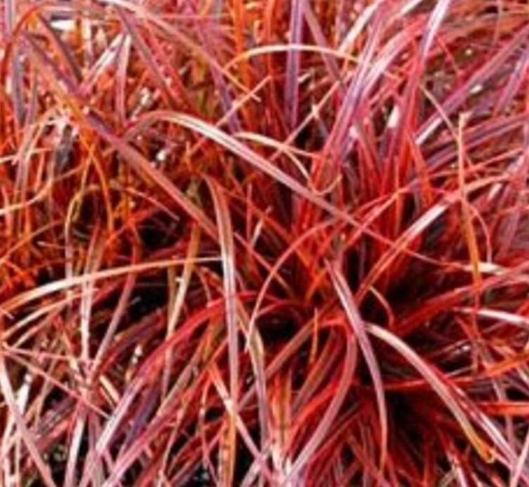 Australská ohnivá tráva 'Everflame' - Uncinia rubra 'Everflame'