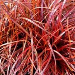 Australská ohnivá tráva 'Everflame' - Uncinia rubra 'Everflame'