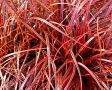 Australská ohnivá tráva 'Everflame'