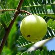 Indický angrešt (Amalaki) - Phyllanthus emblica