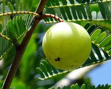 Smuteň lékařská amalaki, indický angrešt
