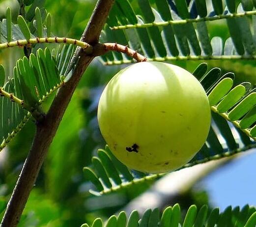 Smuteň lékařská amalaki, indický angrešt - Phyllanthus emblica