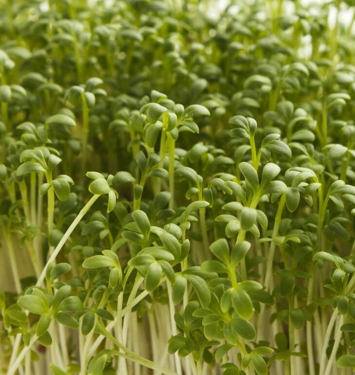 Řeřicha zahradní 'Dánská' - Lepidium sativum 'Dánská'