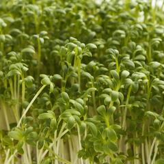 Řeřicha zahradní 'Dánská' - Lepidium sativum 'Dánská'