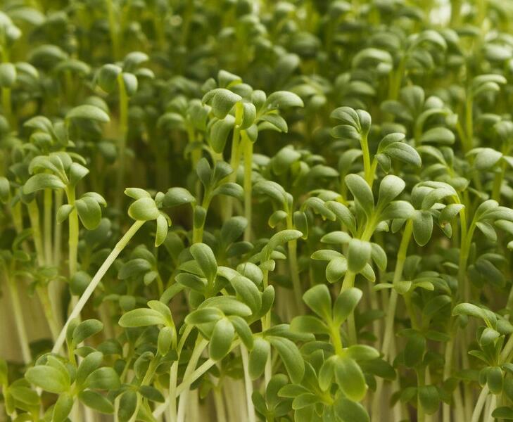 Řeřicha zahradní 'Dánská' - Lepidium sativum 'Dánská'