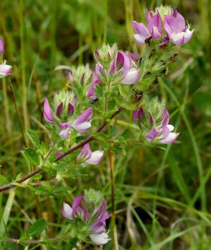 Jehlice rolní - Ononis arvensis