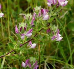 Jehlice rolní - Ononis arvensis