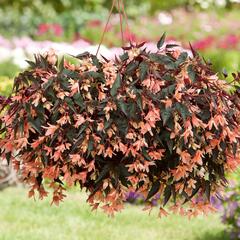 Begónie bolívijská 'Bellavista Dark Leaf Salmon' - Begonia boliviensis 'Bellavista Dark Leaf Salmon'