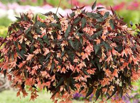 Begónie bolívijská 'Bellavista Dark Leaf Salmon' - Begonia boliviensis 'Bellavista Dark Leaf Salmon'