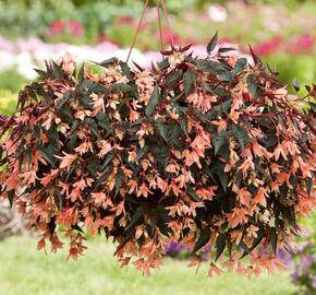 Begónie bolívijská 'Bellavista Dark Leaf Salmon' - Begonia boliviensis 'Bellavista Dark Leaf Salmon'