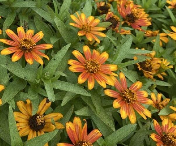 Ostálka hybrida 'Zahara Sunburst' - Zinnia hybrida 'Zahara Sunburst'