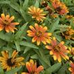 Ostálka hybrida 'Zahara Sunburst' - Zinnia hybrida 'Zahara Sunburst'