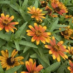 Ostálka hybrida 'Zahara Sunburst' - Zinnia hybrida 'Zahara Sunburst'