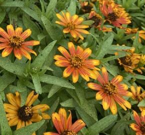 Ostálka hybrida 'Zahara Sunburst' - Zinnia hybrida 'Zahara Sunburst'