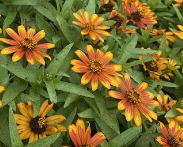 Ostálka hybrida 'Zahara Sunburst'