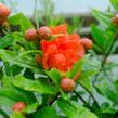 Marhaník 'Pleniflora' - Punica granatum 'Pleniflora'