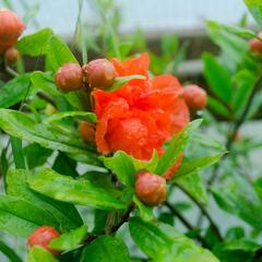 Marhaník 'Pleniflora' - Punica granatum 'Pleniflora'