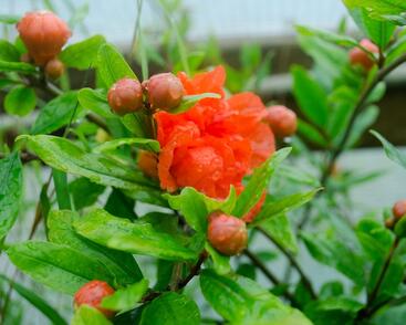 Marhaník 'Pleniflora'