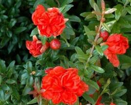 Marhaník 'Maxima Rubra'