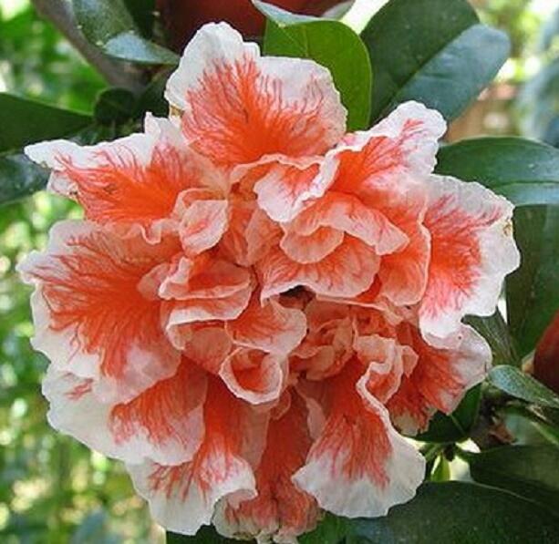 Marhaník 'Legrelleae' - Punica granatum 'Legrelleae'