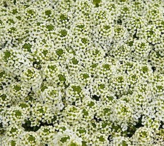 Tařicovka přímořská 'Easter Bonnet Lemonade' - Lobularia maritima 'Easter Bonnet Lemonade'