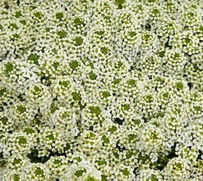 Tařicovka přímořská 'Easter Bonnet Lemonade' - Lobularia maritima 'Easter Bonnet Lemonade'