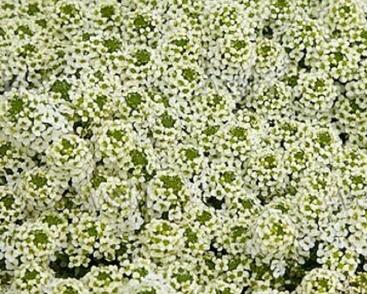 Tařicovka přímořská 'Easter Bonnet Lemonade'