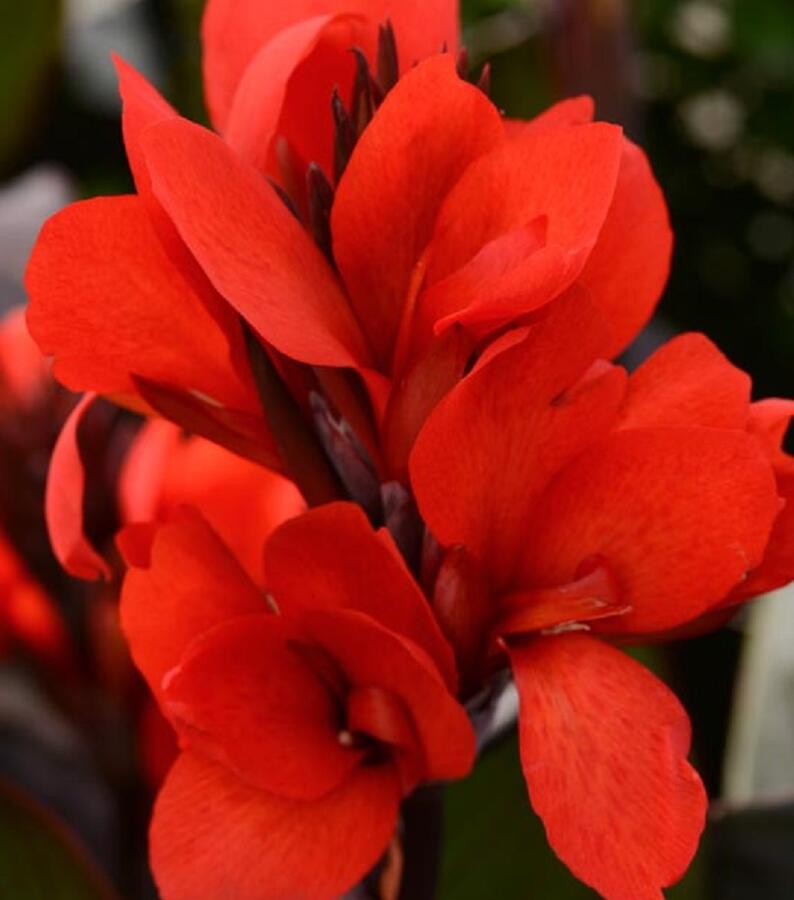 Dosna indická 'Cannova F1 Skarlet' - Canna indica 'Cannova F1 Scarlet'