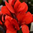 Dosna indická 'Cannova F1 Skarlet' - Canna indica 'Cannova F1 Scarlet'