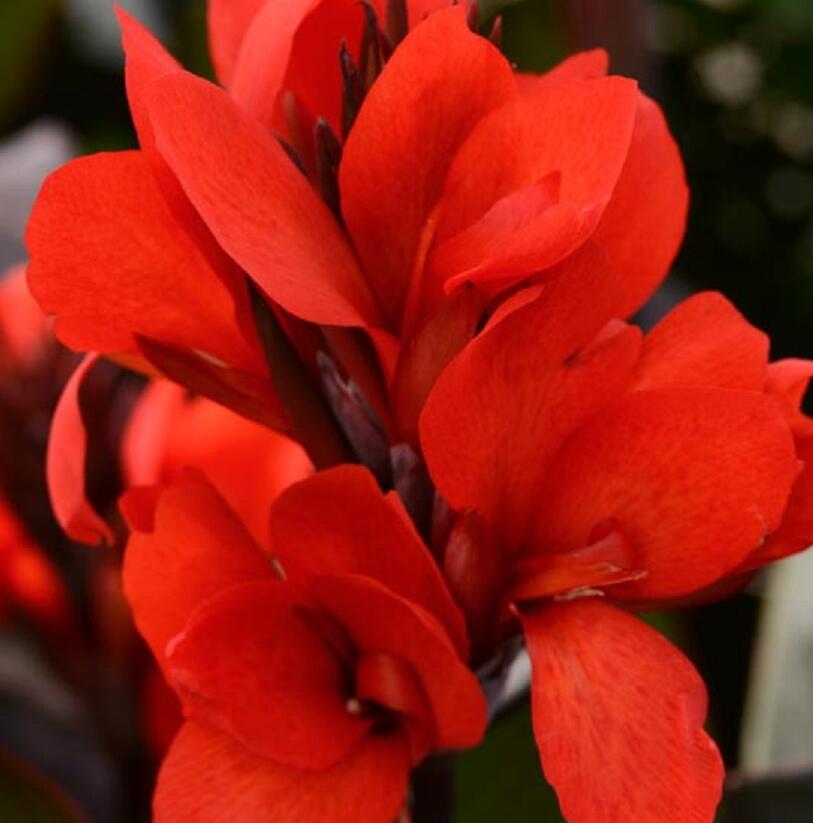 Dosna indická 'Cannova F1 Skarlet' - Canna indica 'Cannova F1 Scarlet'