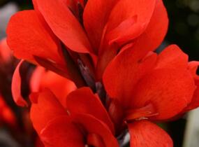 Dosna indická 'Cannova F1 Skarlet' - Canna indica 'Cannova F1 Scarlet'