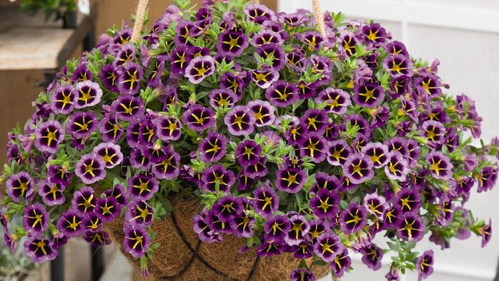 Minipetúnie, Million Bells 'Aloha Tiktok Blue' - Calibrachoa hybrida 'Aloha Tiktok Blue'