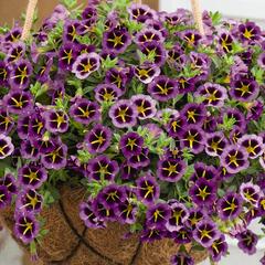 Minipetúnie, Million Bells 'Aloha Tiktok Blue' - Calibrachoa hybrida 'Aloha Tiktok Blue'