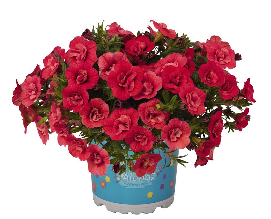 Minipetúnie, Million Bells 'Aloha Double Cherry Red' - Calibrachoa hybrida 'Aloha Double Cherry Red'