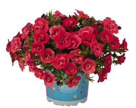 Minipetúnie, Million Bells 'Aloha Double Cherry Red'