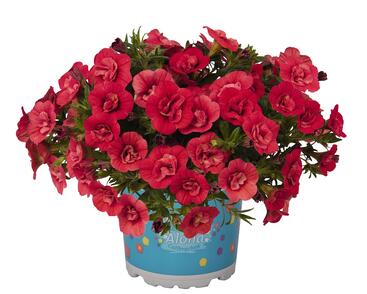 Minipetúnie, Million Bells 'Aloha Double Cherry Red'