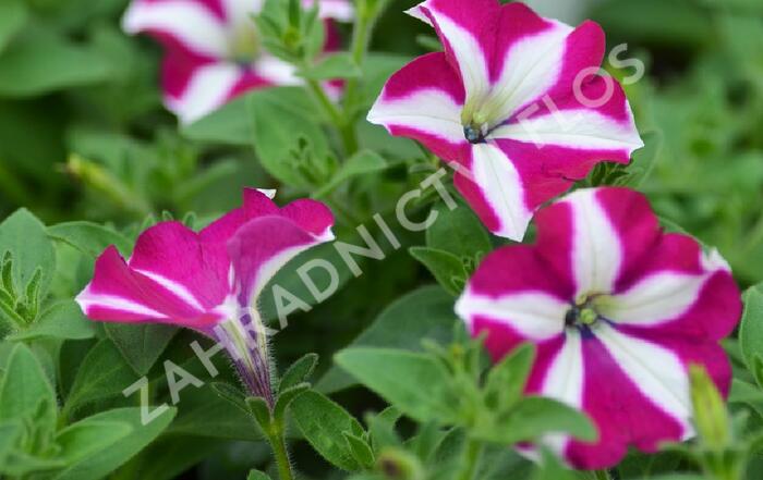 Petúnie 'Sweetunia Purple Star' - Petunia hybrida 'Sweetunia Purple Star'