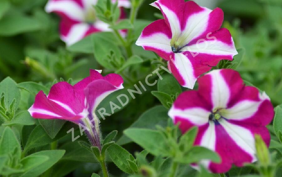 Petúnie 'Sweetunia Purple Star' - Petunia hybrida 'Sweetunia Purple Star'