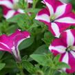 Petúnie 'Sweetunia Purple Star' - Petunia hybrida 'Sweetunia Purple Star'